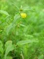 Ängskovall, Melampyrum pratense, Abisko Sweden 2006