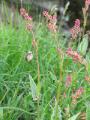 Ängssyra, Rumex acetosa, Njulla Abisko Sweden 2006