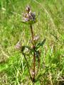 Blekgentiana, Gentianella aurea, Abisko Sweden 2006