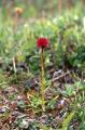 Brudkulla, Gymnadenia runei, Artfjället Hemavan Sweden 2006