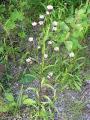 Brunbinka, Erigeron acer ssp. politus, Abisko Sweden 2006