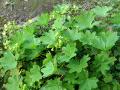 Daggkåpa, Alchemilla sp., Abisko Sweden 2006