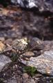 Draba, Draba sp., (ej artbestämd)