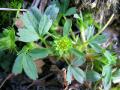 Dvärgfingerört, Sibbaldia procumbens, Abisko Sweden 2006