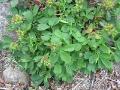 Dvärgfingerört, Sibbaldia procumbens, Abisko Sweden 2006