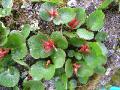 Dvärgvide, Salix herbacea, Sarek Sweden 2006