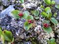 Dvärgvide, Salix herbacea, Abisko Sweden 2006