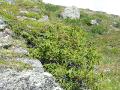 En (Fjäll-en), Juniperus communis ssp. nana, Abisko Sweden 2006