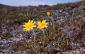 Fjällarnika, Arnica angustifolia, Padjelanta Sweden 2003