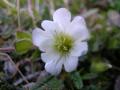 Fjällarv, Cerastium alpinum, Blomma (5 märkesflikar), Abisko Sweden 2006