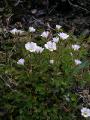 Fjällarv, Cerastium alpinum , Abisko Sweden 2006