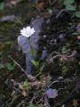 Fjällarv, Cerastium alpinum , Abisko Sweden 2006