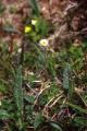 Fjällbinka, Erigeron uniflorus