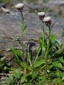 Fjällbinke, Erigeron uniflorus, Kärkevagge Sweden 2006