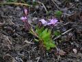 Fjälldunört, Epilobium hornemanni, Abisko Sweden 2006