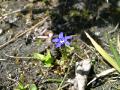 Fjällgentiana, Gentiana nivalis, Abisko Sweden 2006