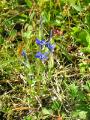 Fjällgentiana, Gentiana nivalis, Abisko Sweden 2006