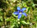 Fjällgentiana, Gentiana nivalis, Kärkevagge Sweden 2006