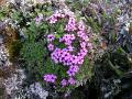 Fjällglim, Silene acaulis, Abisko Sweden 2006