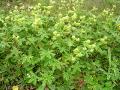 Fjällkåpa, Alchemilla alpina, Ovanligt frodigt bestånd, Sarek Sweden 2005