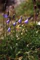 Fjällklocka, Campanula uniflora