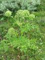 Fjällkvanne, Angelica archangelica ssp. archangelica, Abisko Sweden 2006