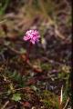 Fjällnejlika, Lychnis alpina