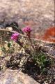 Fjällnejlika (Spenslig fjällnejlika), Lychnis alpina var. serpentinicola, Växer på serpentinberg, Hemavan Sweden 2002