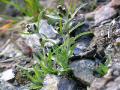 Fjällnoppa, Gnapalium supinum, Kärkevagge Sweden 2006