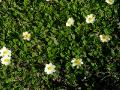 Fjällsippa, Dryas octopetala, Kärkevagge Sweden 2006