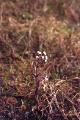 Fjällskråp, Petasites frigidus, Sarek Sweden 2004