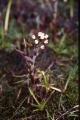 Fjällskråp, Petasites frigidus, Sarek Sweden 2004