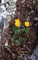 Fjällsmörblomma, Ranunculus nivalis, Sarek Sweden 2003