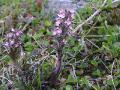 Fjällspira, Pedicularis hirsuta, Njulla Abisko Sweden 2006