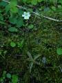 Fjälltätört, Pinguicula alpina, Abisko Sweden 2006