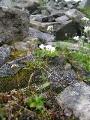 Fjälltrav, Arabis alpina, Sarek Sweden 2005