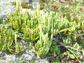 Fjällummer, Lycopodium alpinum, Abisko Sweden 2006