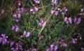 Fjällvedel, Astragalus alpinus