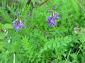 Fjällvedel, Astragalus alpinus, Abisko Sweden 2006