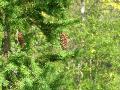 Altaigran (Gran), Picea abies ssp. obovata, Pårek Kvikkjokk Sweden 2005