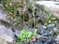 Groddbräcka, Saxifraga foliosa, Abisko Sweden 2006