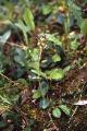 Grönkulla, Coeloglossum viride, Abisko Sweden 1998