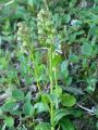 Grönkulla, Coeloglossum viride, Abisko Sweden 2006