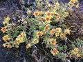 Gullbräcka, Saxifraga aizoides, Abisko Sweden 2006