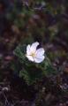 Hjortron, Rubus chamaeomorus