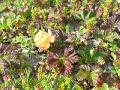 Hjortron, Rubus chamaemorus, Abisko Sweden 2006