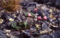 Isranunkel, Ranunculus glacialis