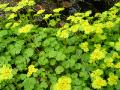 Gullpudra, Chrysosplenium alternifolium, Fulufjället Sweden 2005