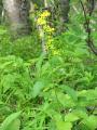 Gullris, Solidago virgaurea, Abisko Sweden 2006