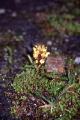 Gullspira, Pedicularis oederi, Padlejanta Sweden 2003